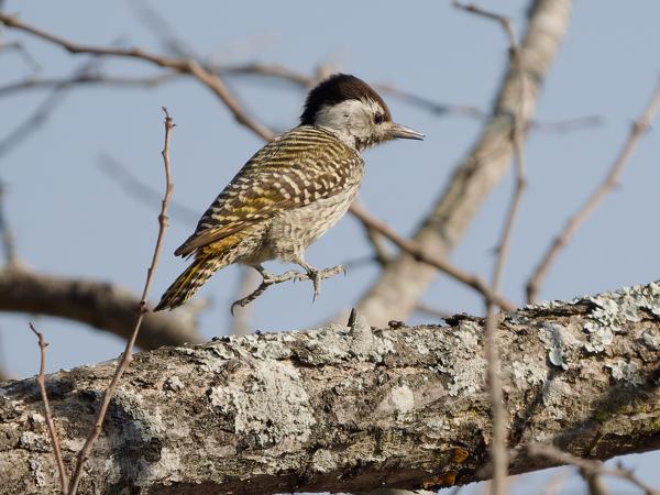 Cardinal woodpecker (Dendropicos fuscescens)